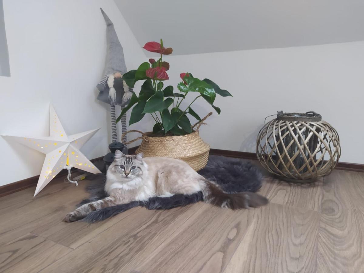 Apartament Muzyczny Jelení Hora Exteriér fotografie